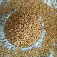 Fenugreek Seeds