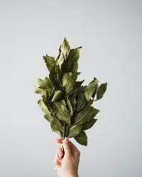 Bay Leaf