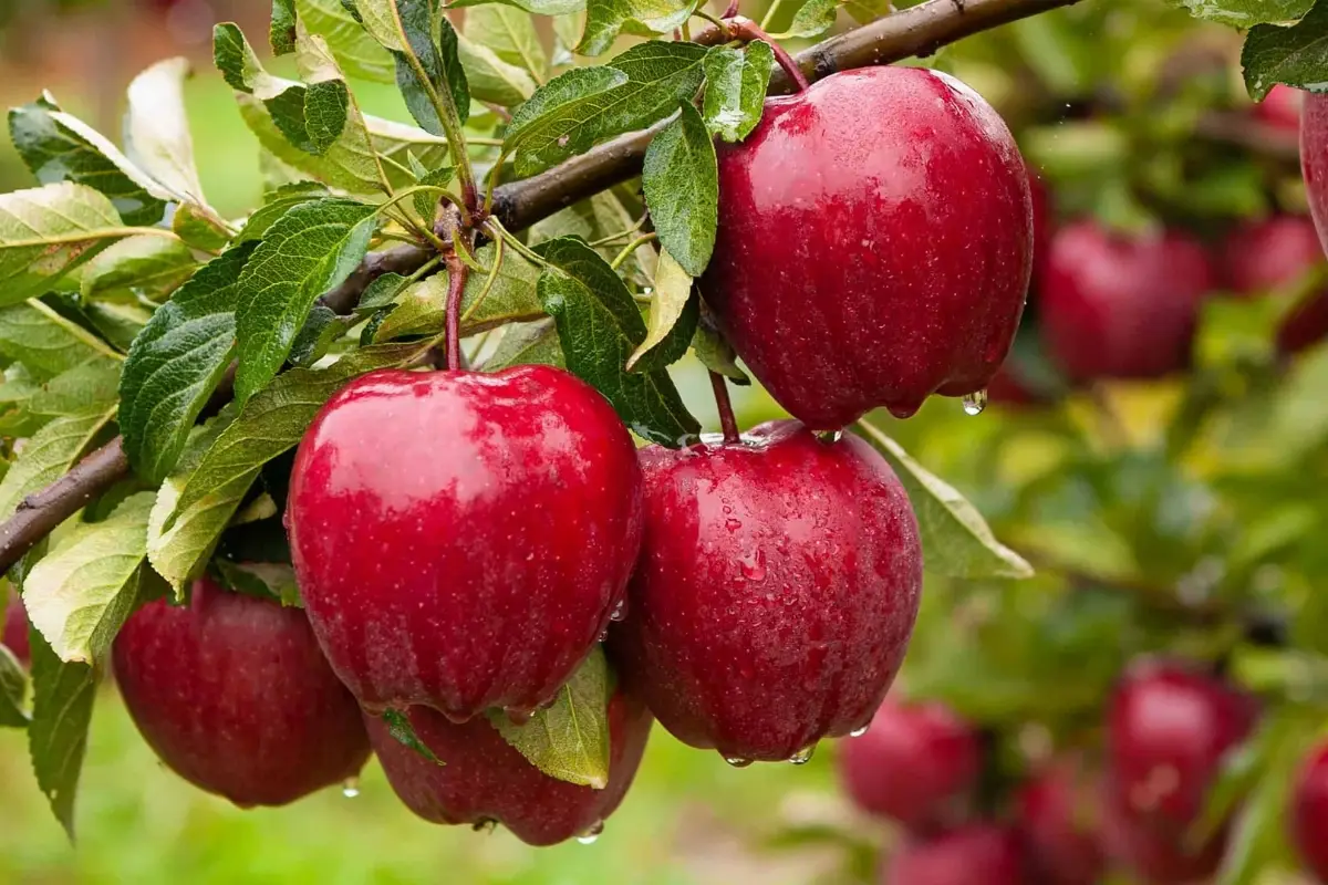 Apple