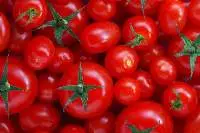 Tomato
