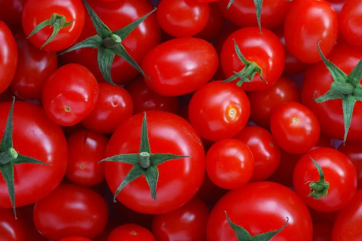 Tomato