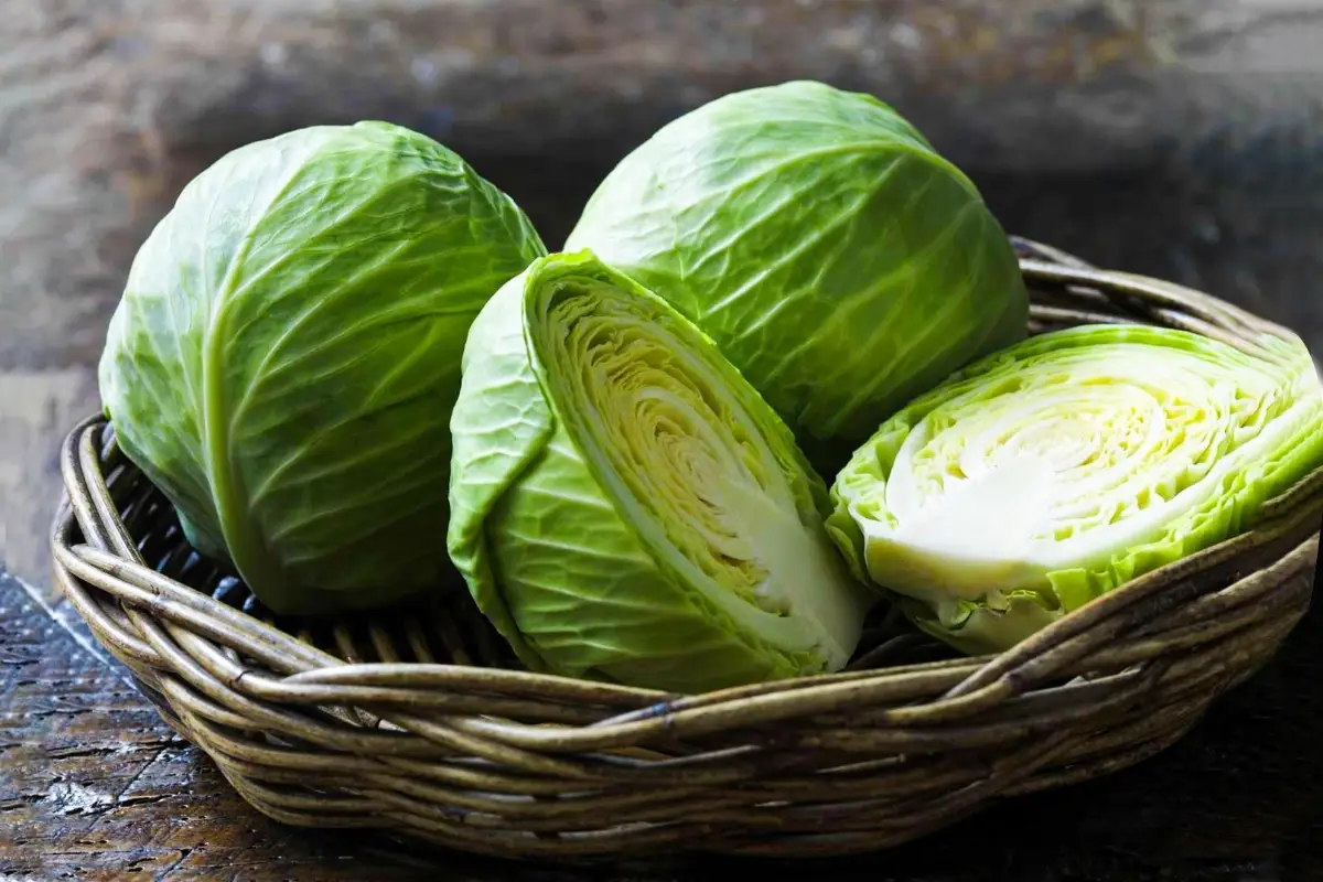 Cabbage