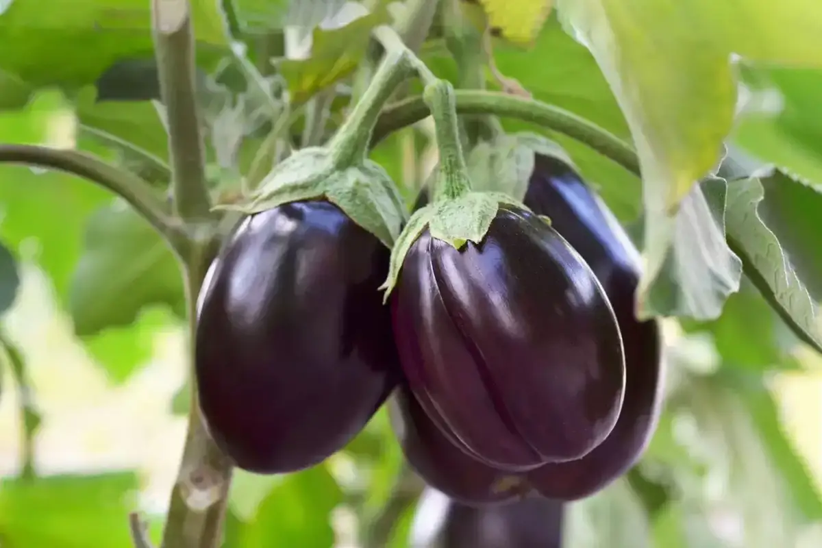 Brinjal