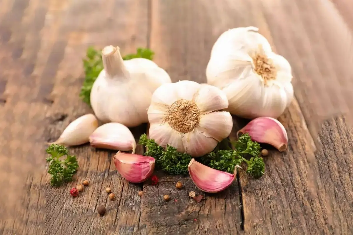 Garlic