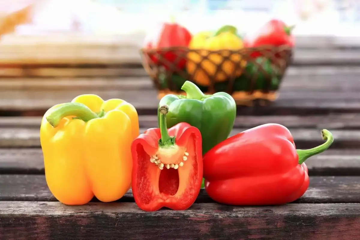 Capsicum
