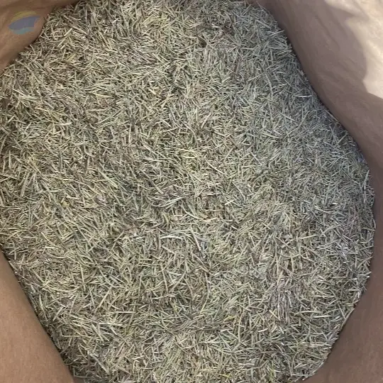 Rosemary
