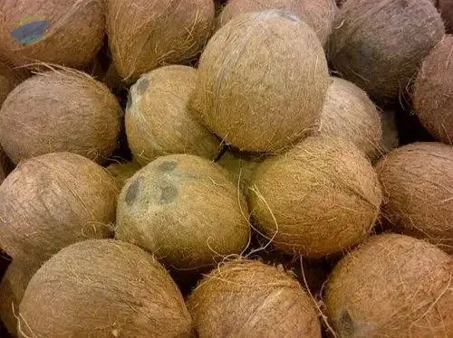 semi husked coconut