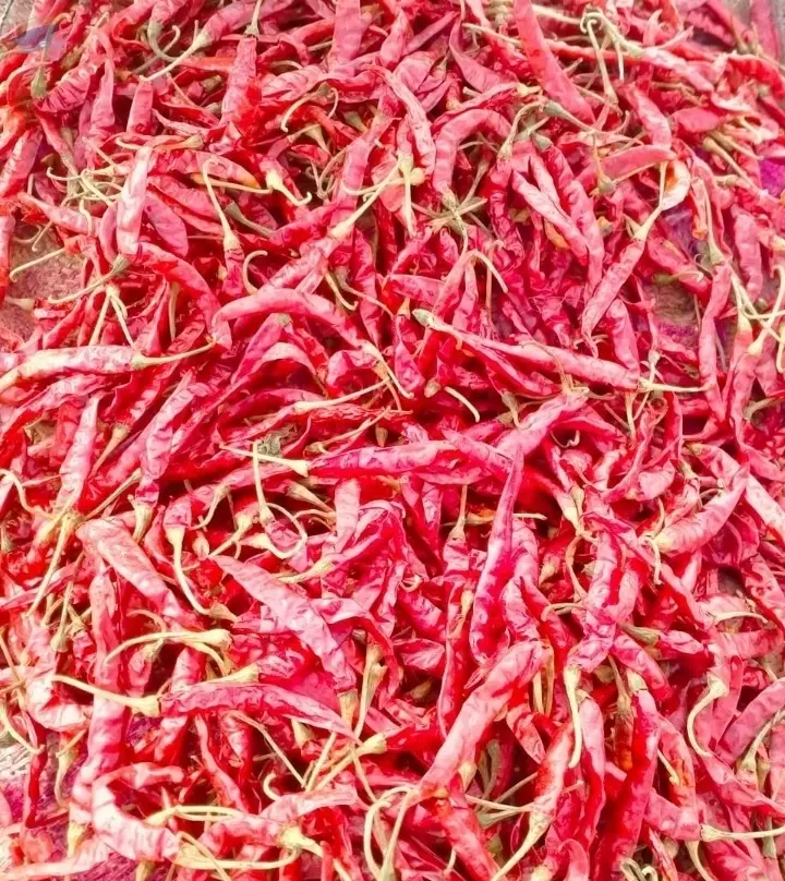 Teja Red Chilli