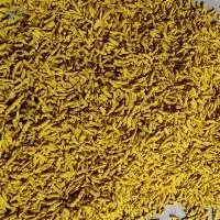 TURMERIC POLISHED FINGER