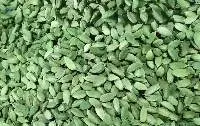 Green Cardamom