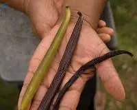 Planifolia Vanilla Pod