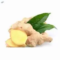 Ginger