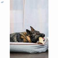 BEST Gorilla Coffee Chew  For Pet