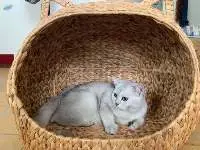 Cat House Water Hyacinth In Viet Nam