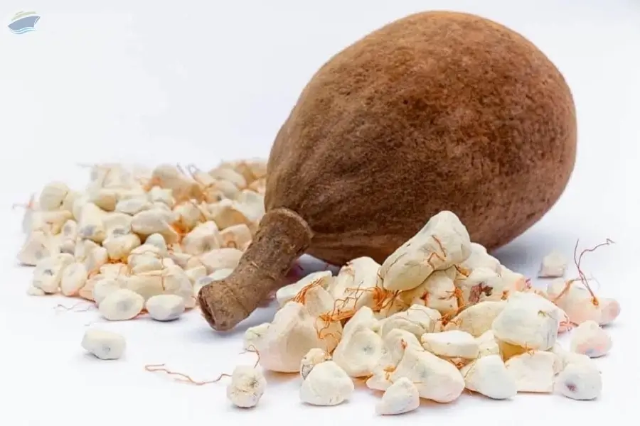Baobab Powder
