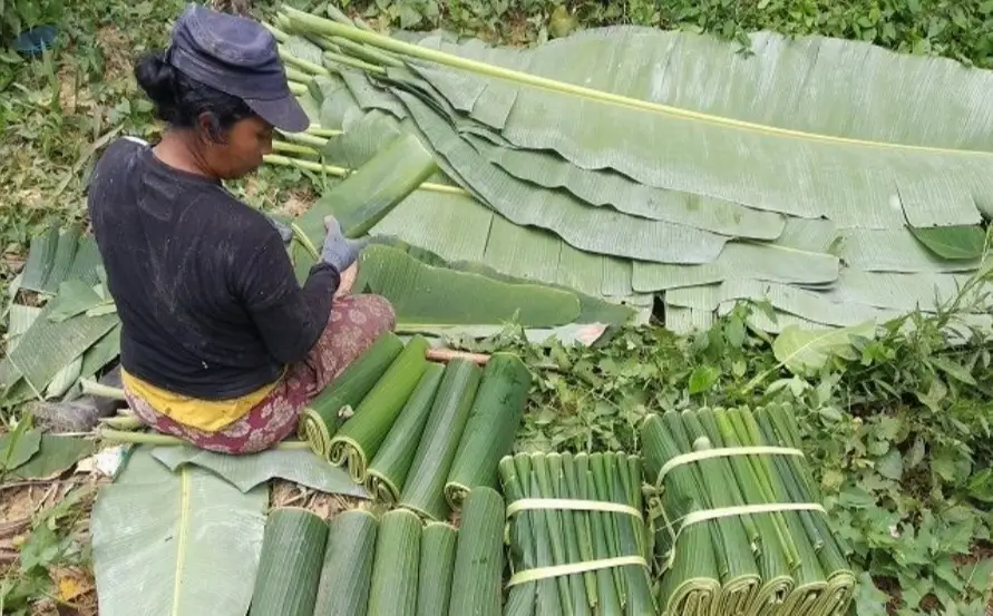 Banana Leaves