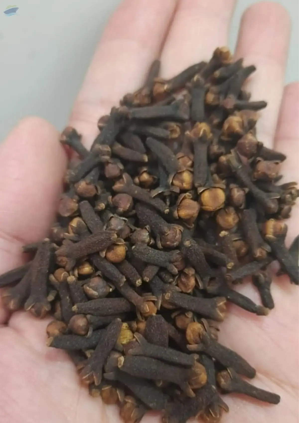 Cloves