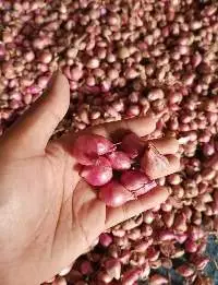 Red Onion