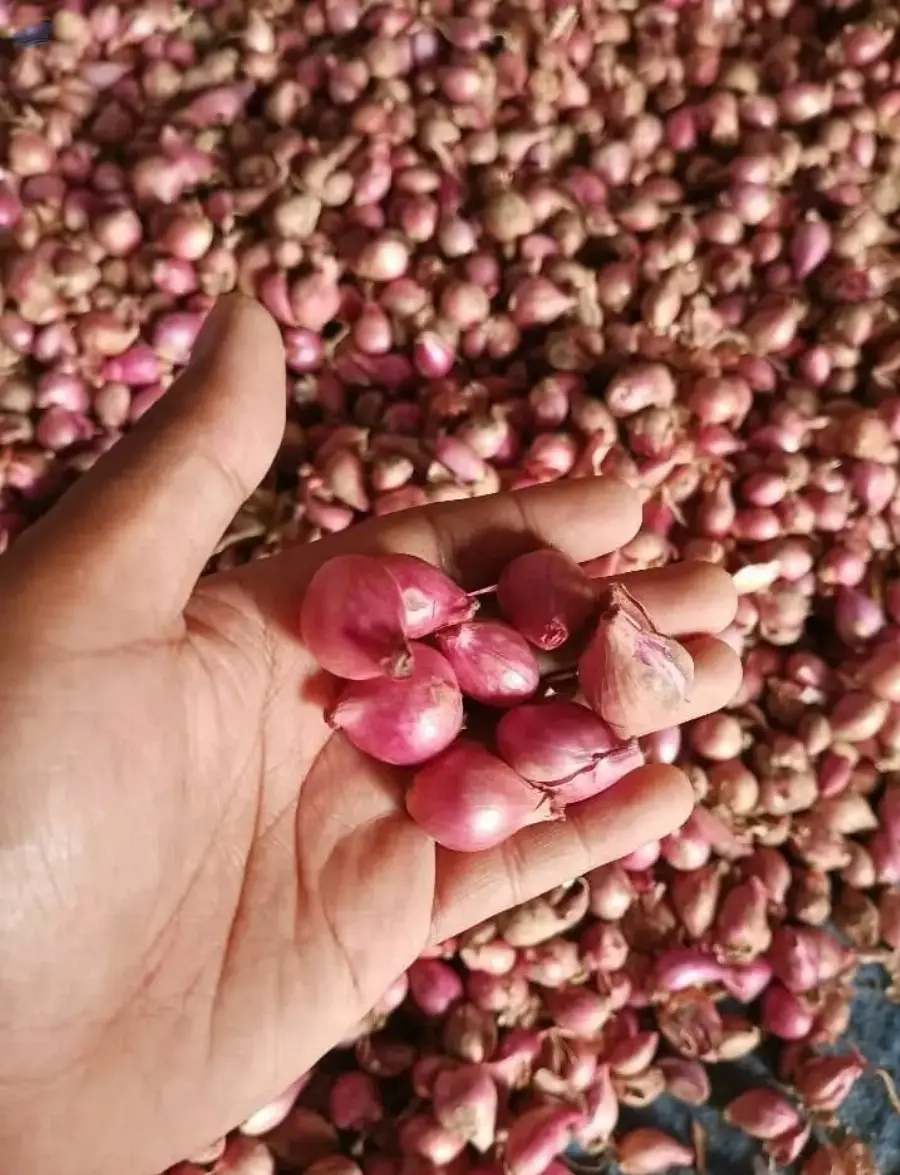 Red Onion