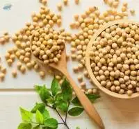 Soyabean