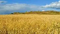 Wheat
