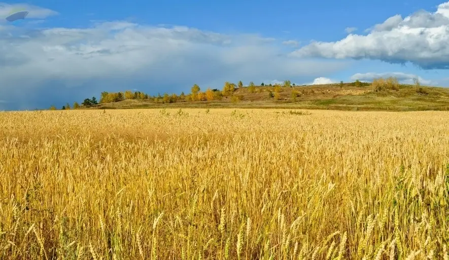 Wheat