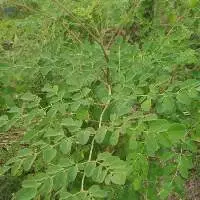 Moringa Olifera Leaf
