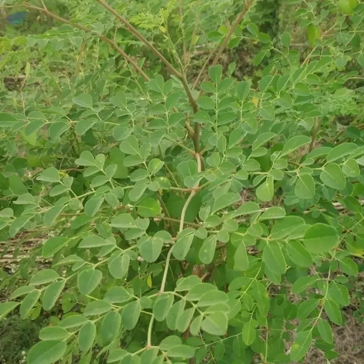 Moringa Olifera Leaf
