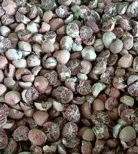 Betel Nut / Areca nut