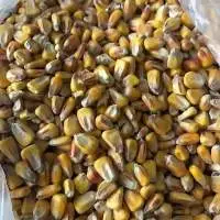 Ukrainian Corn