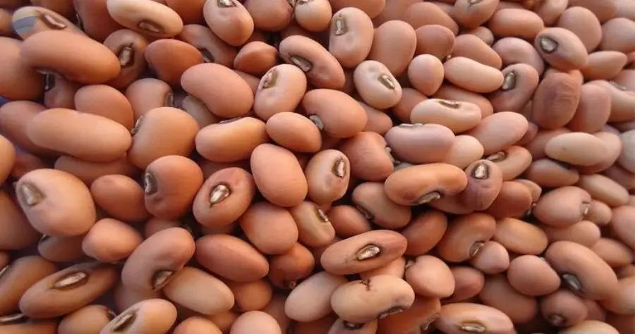 Pink Cowpea