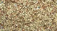 Horsegram