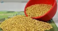 Yellow millet