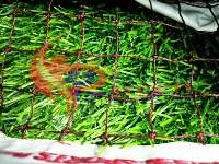 Small Mesh HDPE Bird Net
