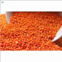 Whole Red Lentils