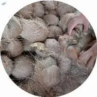 Semi Husk Coconut