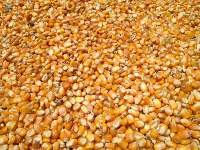 Animal Feed Corn
