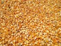 Animal Feed Corn