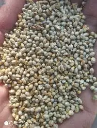 Pearl Millet Feed Grade