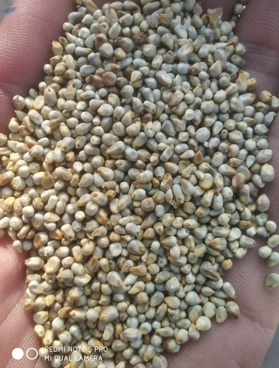 Pearl Millet Feed Grade
