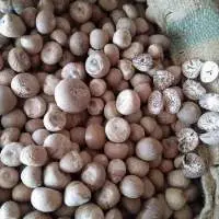 Dry Betel Nut