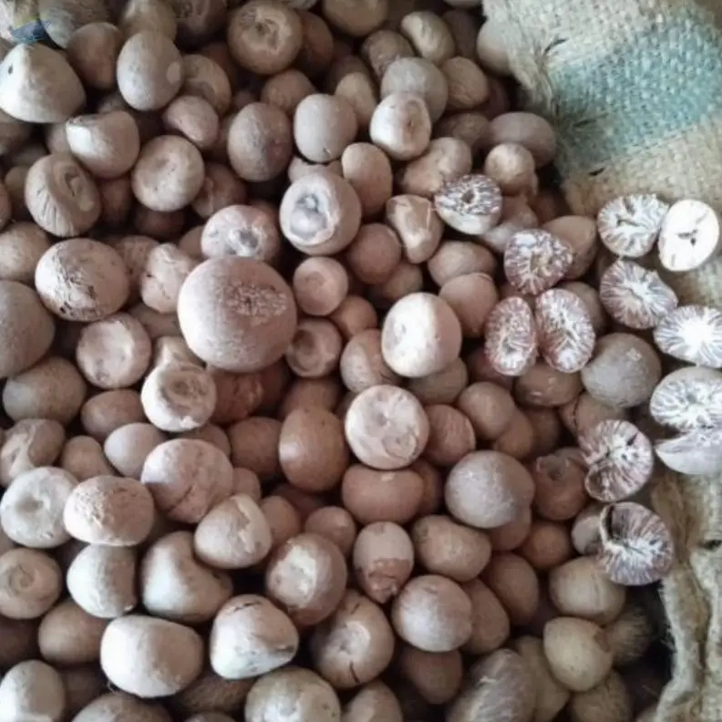 Dry Betel Nut