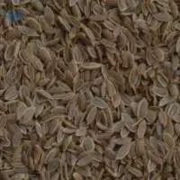 Dill Seeds