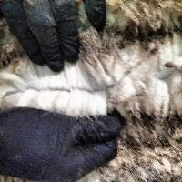 Merino Wool