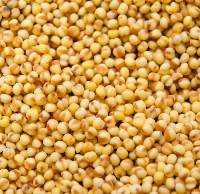 Foxtail Millet