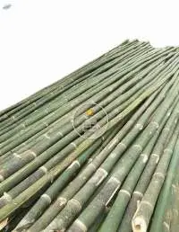 Bamboo Pole Green