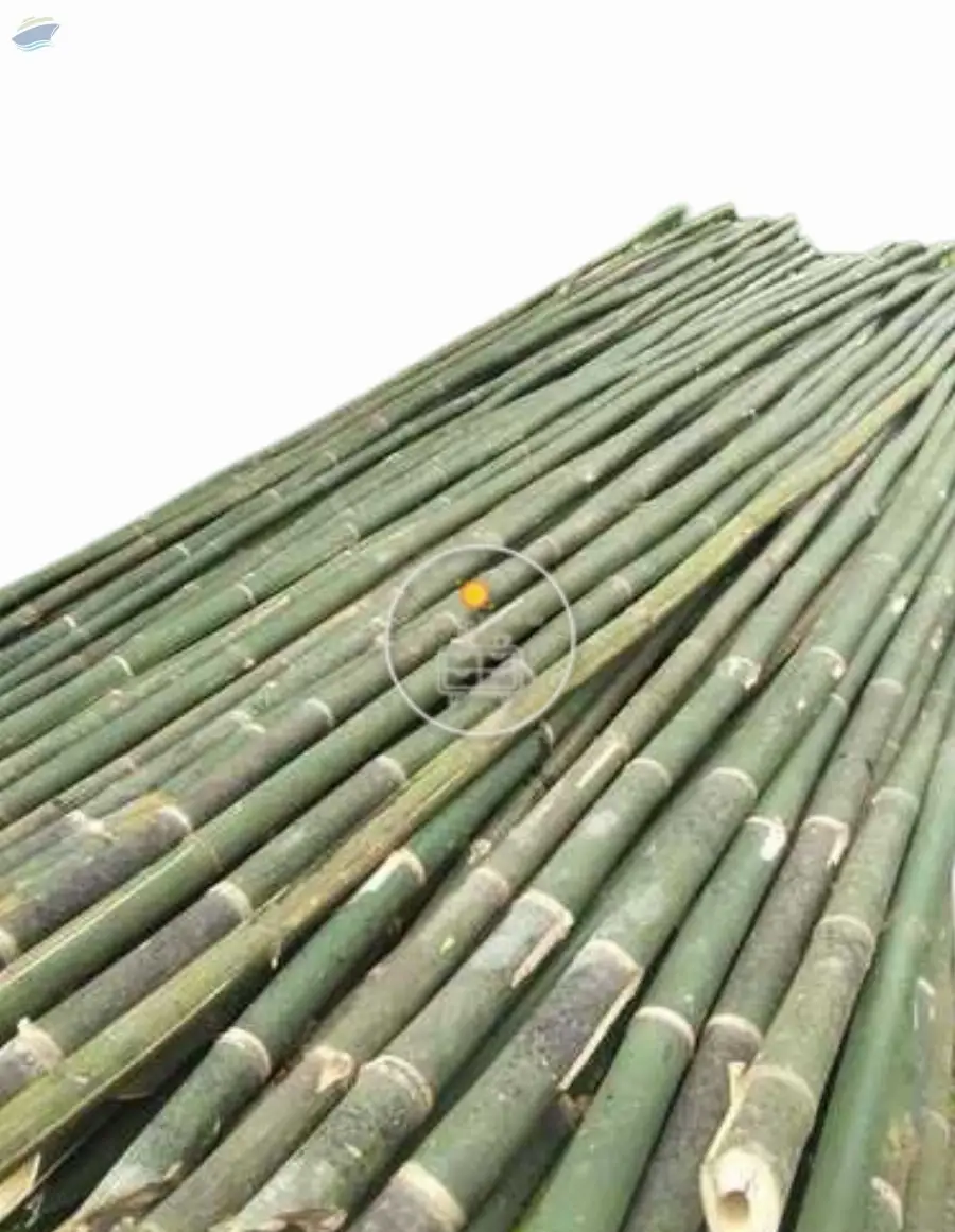 Bamboo Pole Green