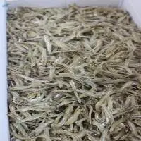 Dry River Spat