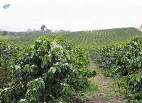 Yirgacheffe Coffee Beans