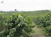 Yirgacheffe Coffee Beans